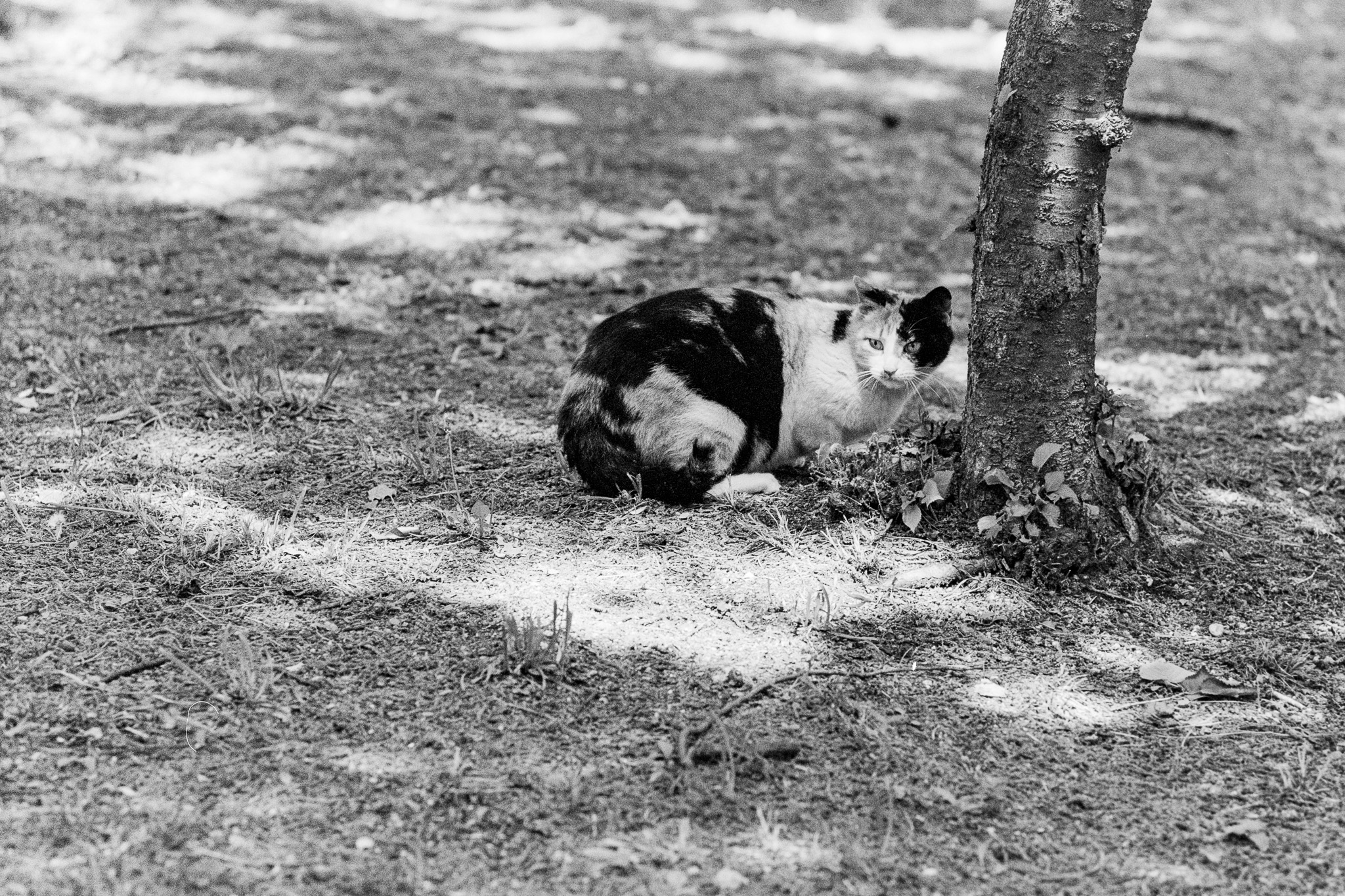 Leica M3